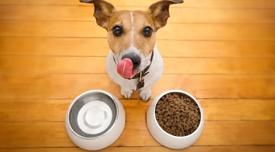 Merrick || Blue Wilderness Sales 2022 -Merrick || Blue Wilderness Sales 2022 2